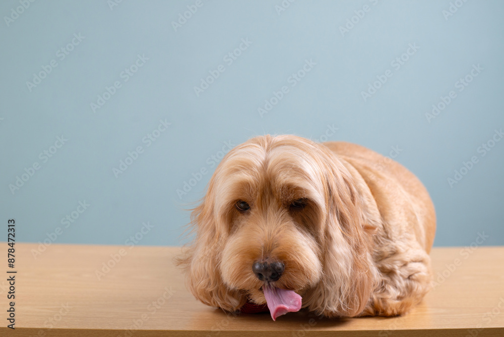 Cocker spaniel dog yawning and stick out tongue on wooden table, isolated on blue background. Happy brown fur small doggie lay on floor. Cute pet shy, golden furry Cockapoo banner studio portrait Cocker spaniel dog yawning and stick out tongue on wooden table, isolated on blue background. Happy brown fur small doggie lay on floor. Cute pet shy, golden furry Cockapoo banner studio portrait