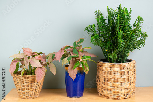 Euphorbia tithymaloides, Pink Syngonium in rattan wicker and blue ceramic flowerpots on a wooden table, isolated on a white wall background. Green Houseplant for healthy indoor and interior design photo