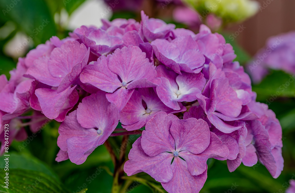 Spectacular photos of large leaf hydrangea