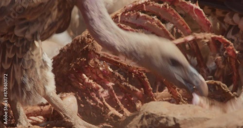  close up of Rüppell's griffon vulture's (Gyps rueppelli) heads ripping through the skin remains during the afternoon in kenya photo