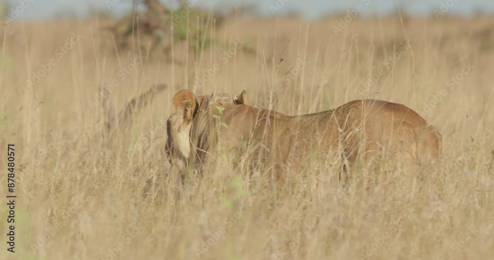 Close up of a Lioness' (Panthera Leo) collared head walking through the grasslands during the evening in kenya Close up of a Lioness' (Panthera Leo) collared head walking through the grasslands during the evening in kenya