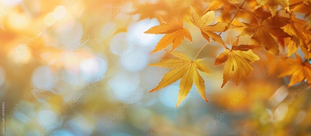 Blurry background showcasing yellow maple leaves; fall-themed image with a focal point on maple leaves. Copy space included. Blurry background showcasing yellow maple leaves; fall-themed image with a focal point on maple leaves. Copy space included.