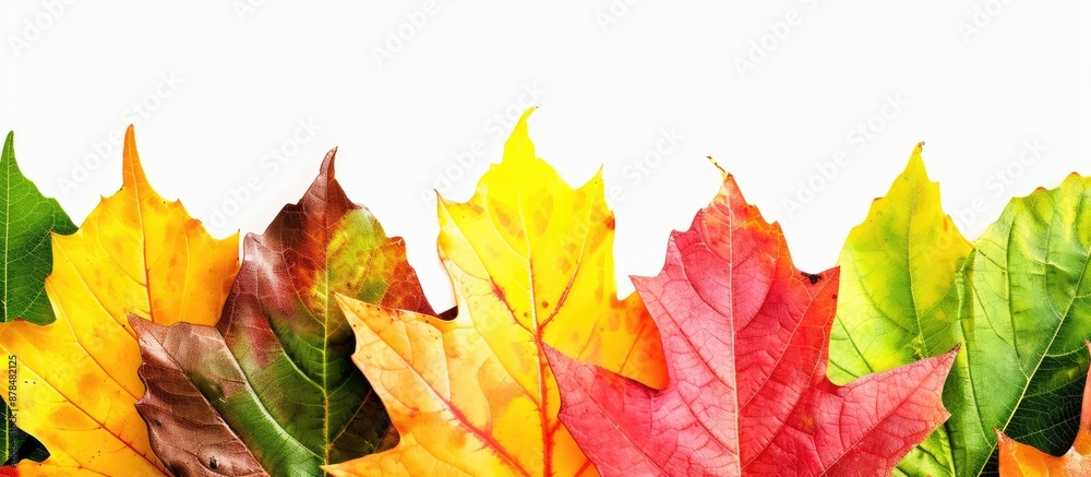 Obraz premium Colorful leaves set against a blank white background - ideal for your fall-themed project with copy space image.
