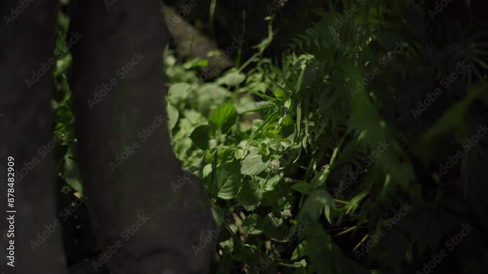 Green leaves blown by the wind with a blurry and beautiful background Green leaves blown by the wind with a blurry and beautiful background