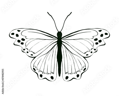 Butterfly with black and white hand drawn illustration. Design for tattoo, print, sticker, wedding invitations and cards.Hand drawn in vintage style, white background