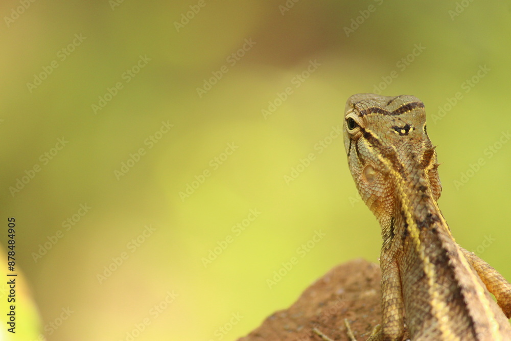 Lizard Basking on Sunlit Rock Lizard Basking on Sunlit Rock