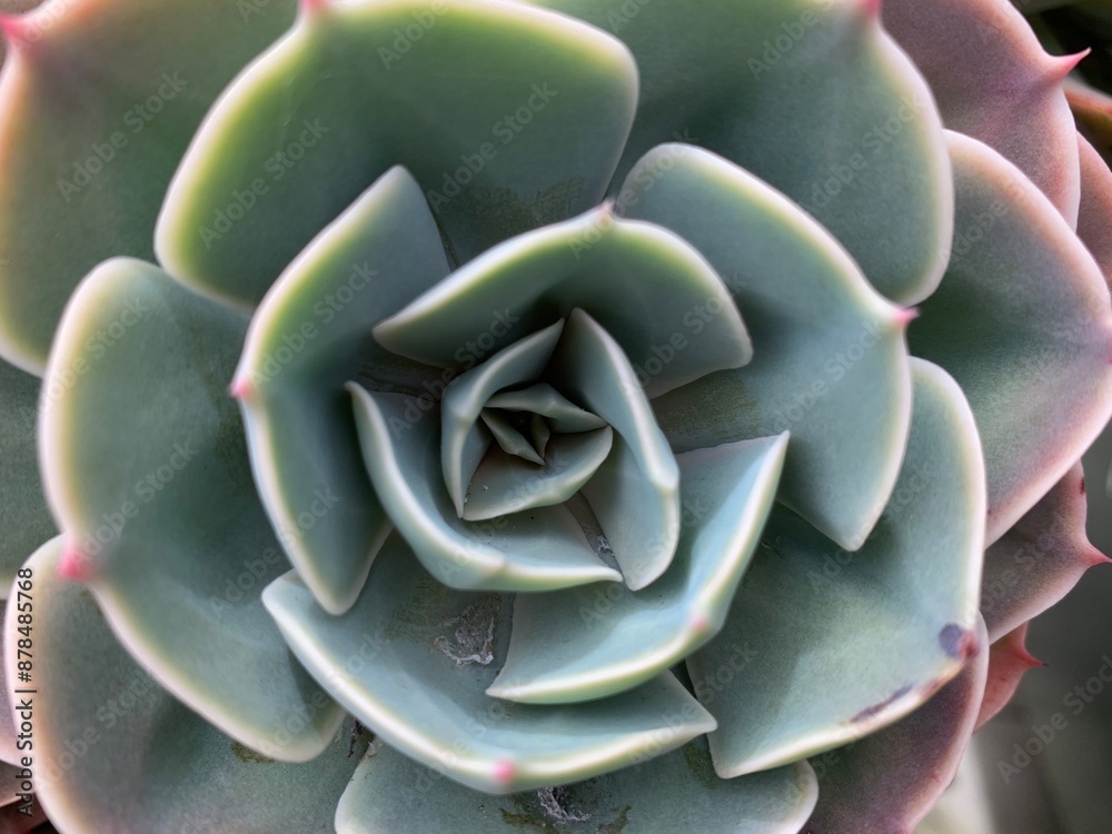 Closeup of symmetrical green succulent plant