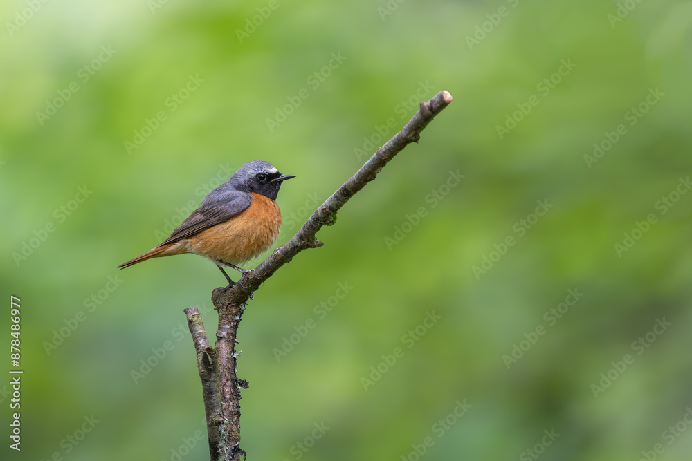 Common male Redstart, Phoenicurus phoenicurus, perched on a moss covered branch Common male Redstart, Phoenicurus phoenicurus, perched on a moss covered branch