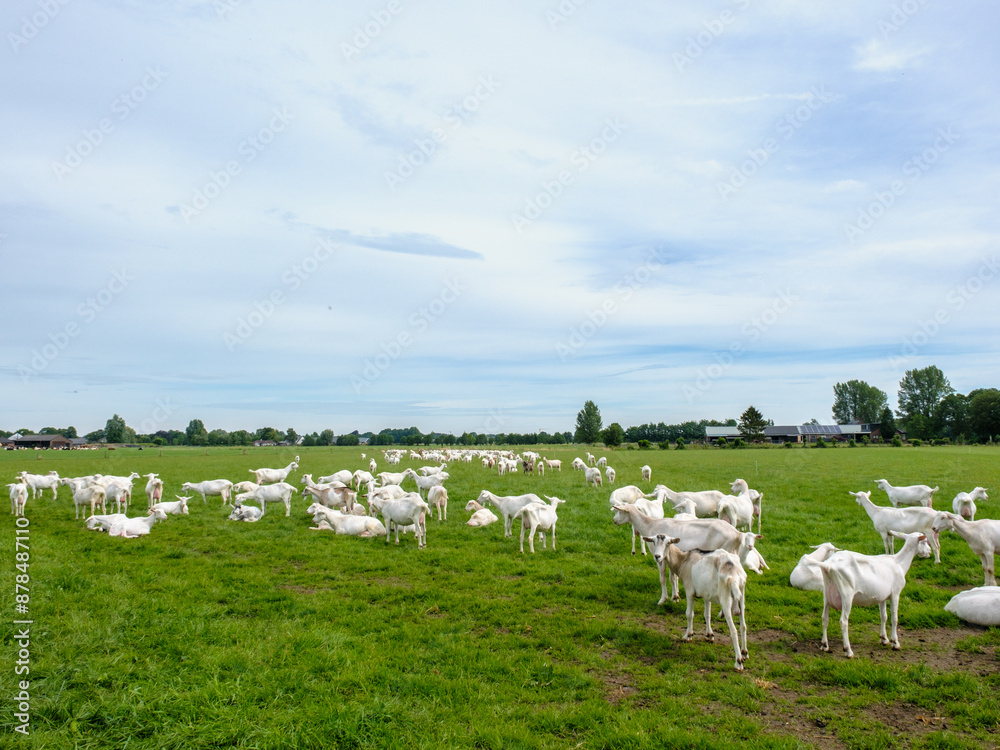 Fototapeta premium Geitenboerderij in Maarsbergen - Geitenboerderij in Maasbergen