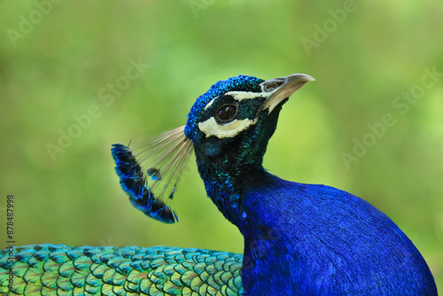 blauer Pfau -Teilansicht -Portrait photo