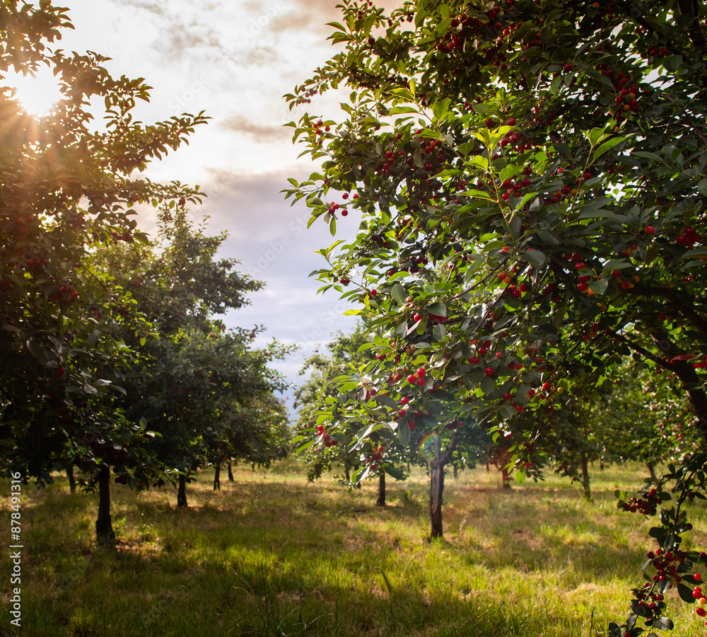 Ripening cherries on orchard tree Ripening cherries on orchard tree