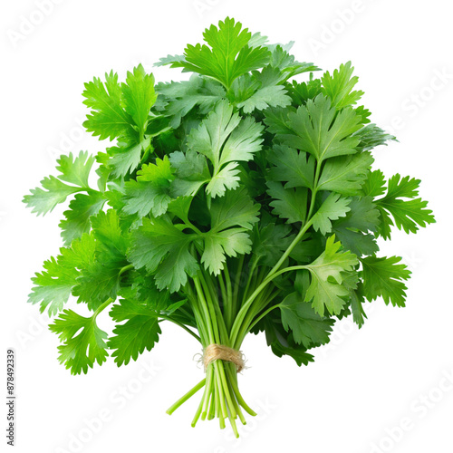  coriander isolated on white background.