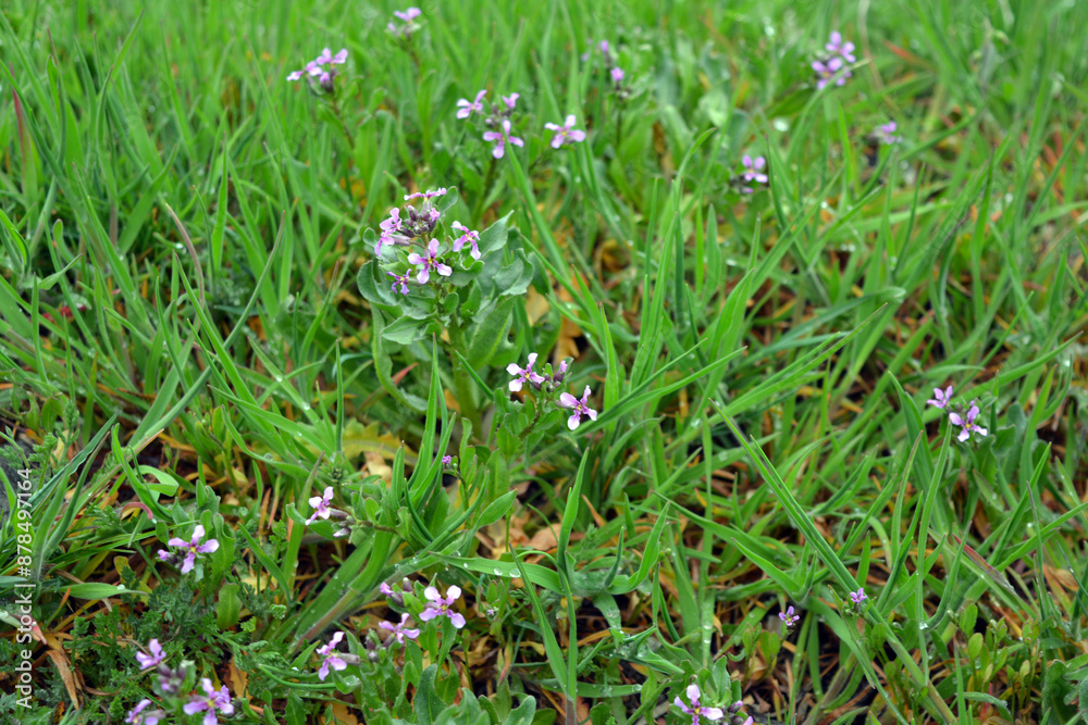 Beautiful nature, spring weather with new greenery, flowers and plants. Green small greenery, grass, small flowers, green meadow. Beautiful nature, spring weather with new greenery, flowers and plants. Green small greenery, grass, small flowers, green meadow.