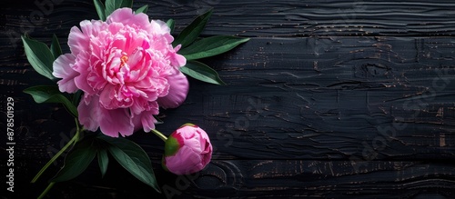 Pink peony displayed against a black wooden background with copy space image.