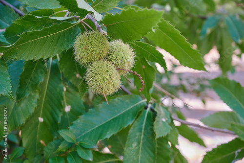 Three unripe green chestnuts inside the thorny shell. Castanea sativa forest in Spain.