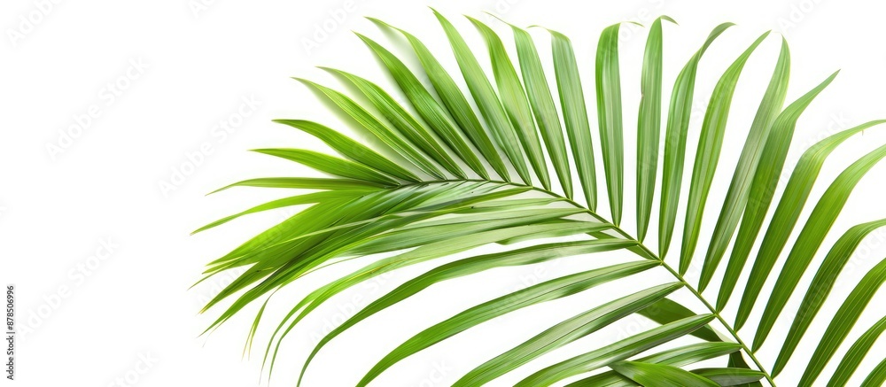 Obraz premium Isolated green palm leaves on a white background with a clipping path for design purposes, making it a perfect copy space image.