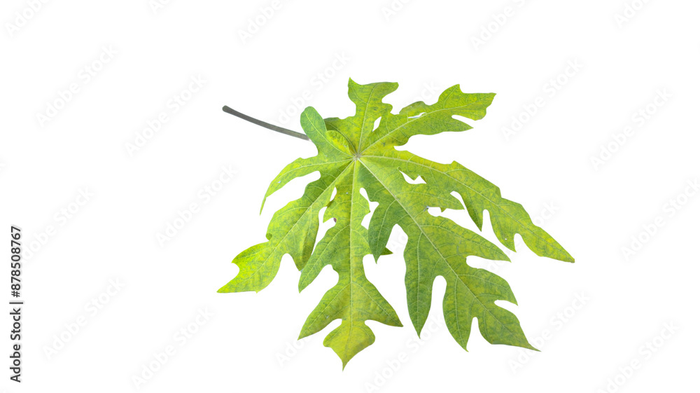 A papaya leaf isolated with clipping paths on a white background. A papaya leaf isolated with clipping paths on a white background.