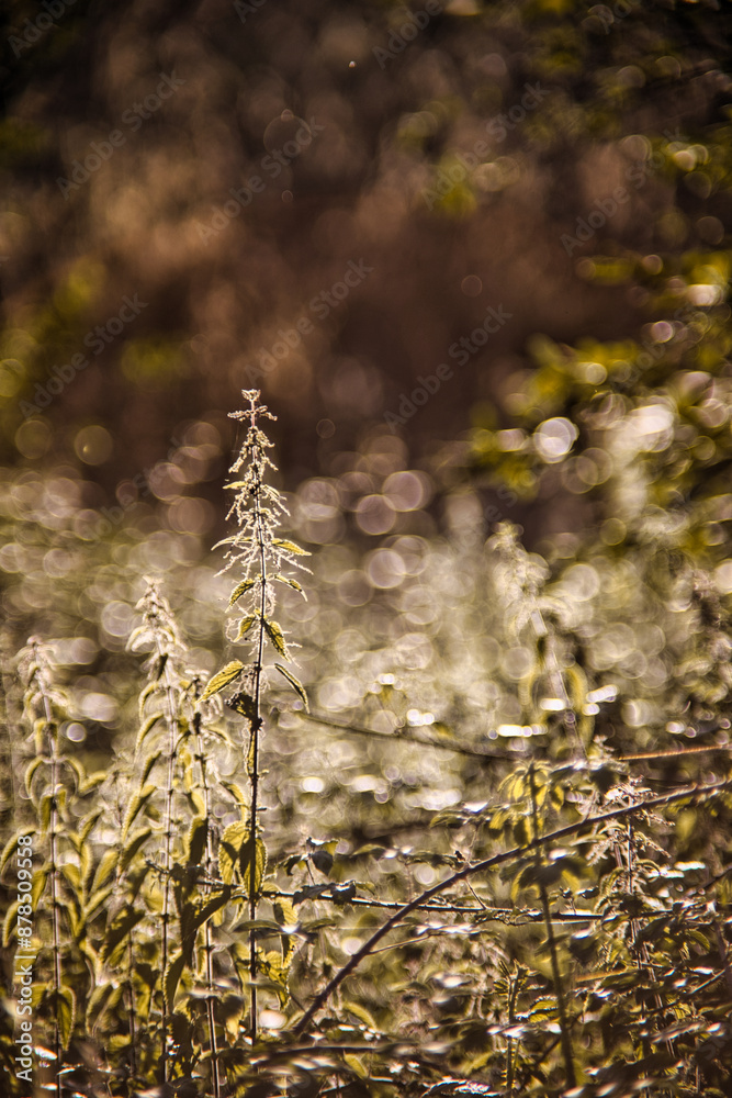 Fototapeta premium Orties au coucher de soleil nature bokeh