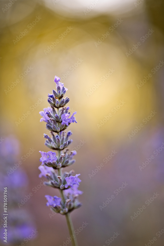 Fototapeta premium Fleur de lavande gros plan en été avec soleil