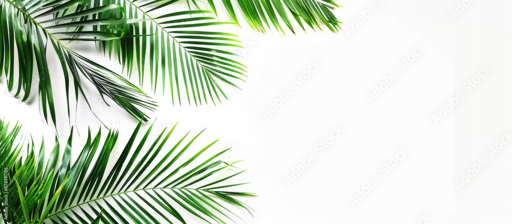 Isolated palm tree branches with lush green leaves on a white background, ideal for web design or wallpaper with copy space image.