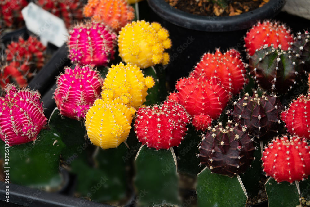 A bunch of cactus plants in a pot with different colors. The plants are arranged in a way that they look like a bouquet of flowers A bunch of cactus plants in a pot with different colors. The plants are arranged in a way that they look like a bouquet of flowers