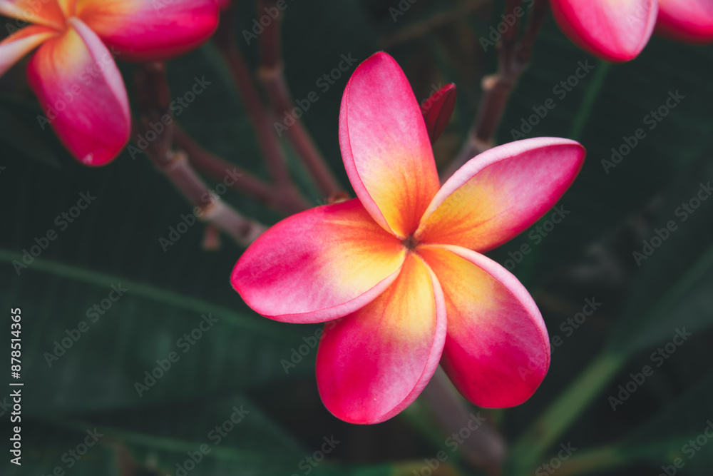 A pink and yellow flower with a yellow center. The flower is surrounded by green leaves. The flower is the main focus of the image A pink and yellow flower with a yellow center. The flower is surrounded by green leaves. The flower is the main focus of the image