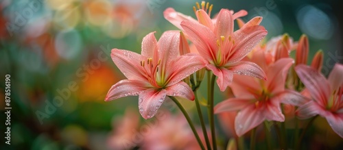 Panel kuchenny z motywem Gorgeous pink rain lilies blooming in a house garden with a captivating view, ideal for a tranquil atmosphere in a copy space image.