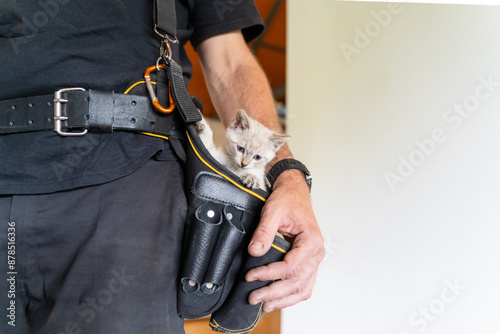 Kitten peeking out of anonymous man's tool belt pouch photo