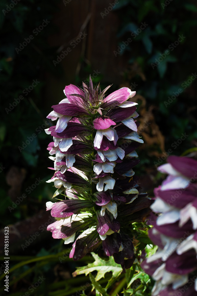 Obraz premium CLOSE UP ACANTHUS PLANT IN FULL BLOOM 