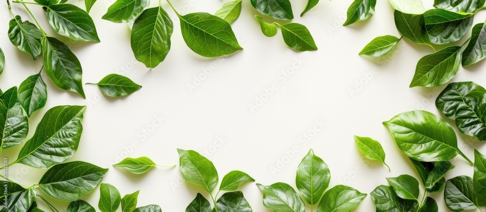 Green leaves isolated with copy space image. Green leaves isolated with copy space image.