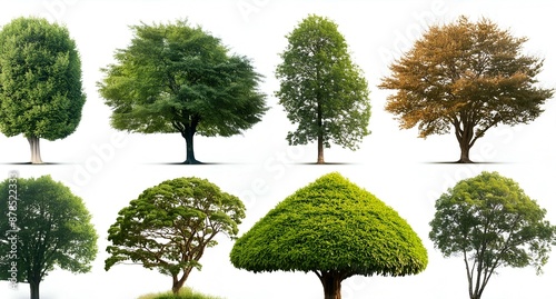 Collection Beautiful 3D Trees Isolated on white background , Use for visualization in archit photo