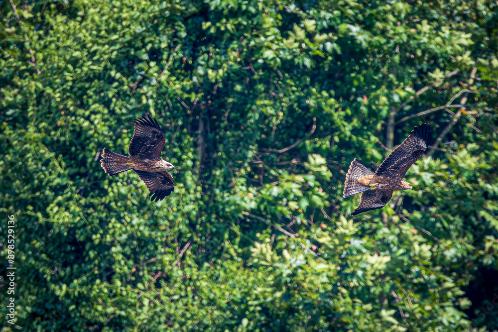 eaglea in flight eaglea in flight