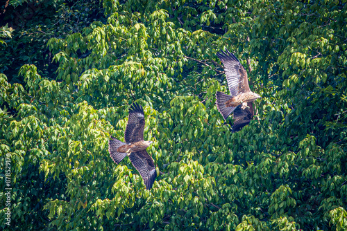 eaglea in flight photo