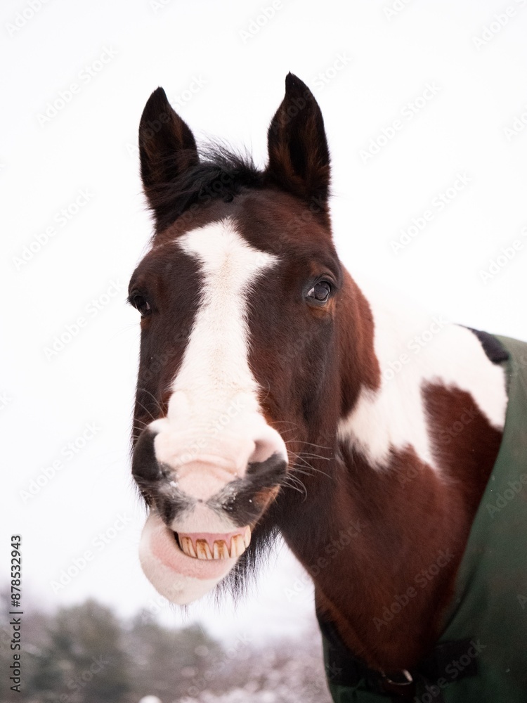 Fototapeta premium Smiling paint horse