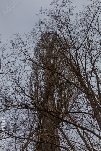 Crowns of old trees without leaves. Bare branches. Dark sky in the background.