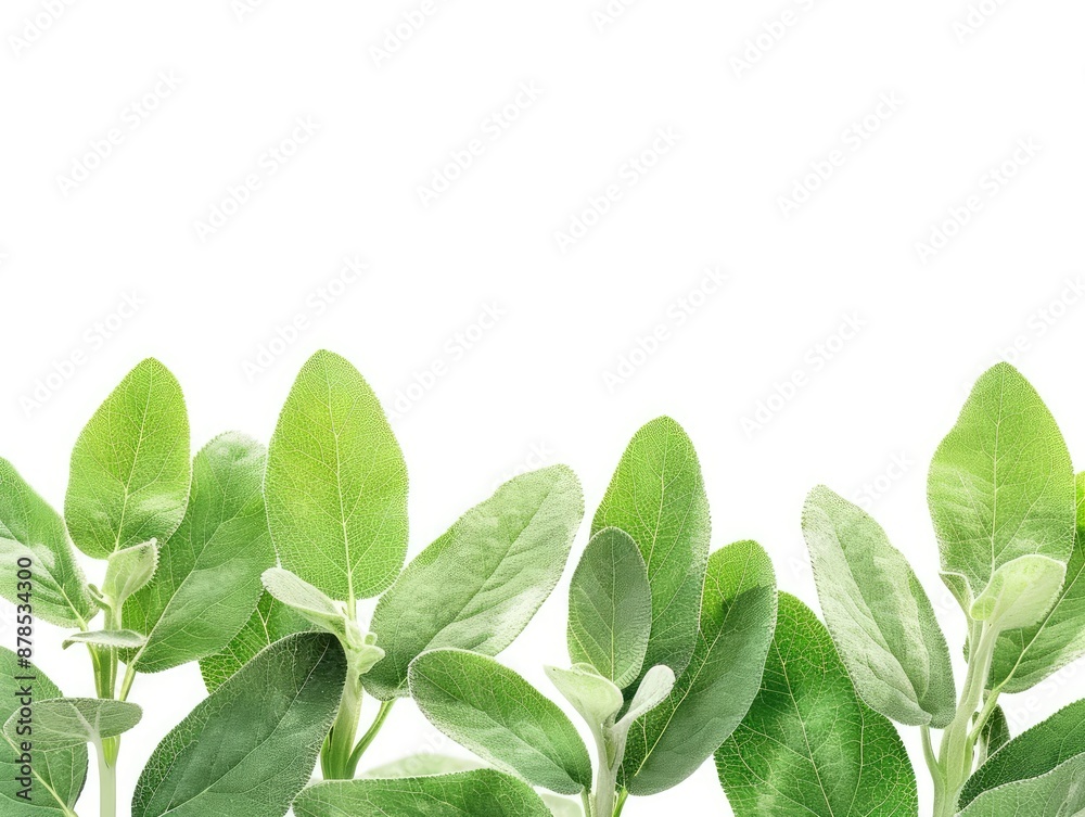 green leaves isolated on white background green leaves isolated on white background