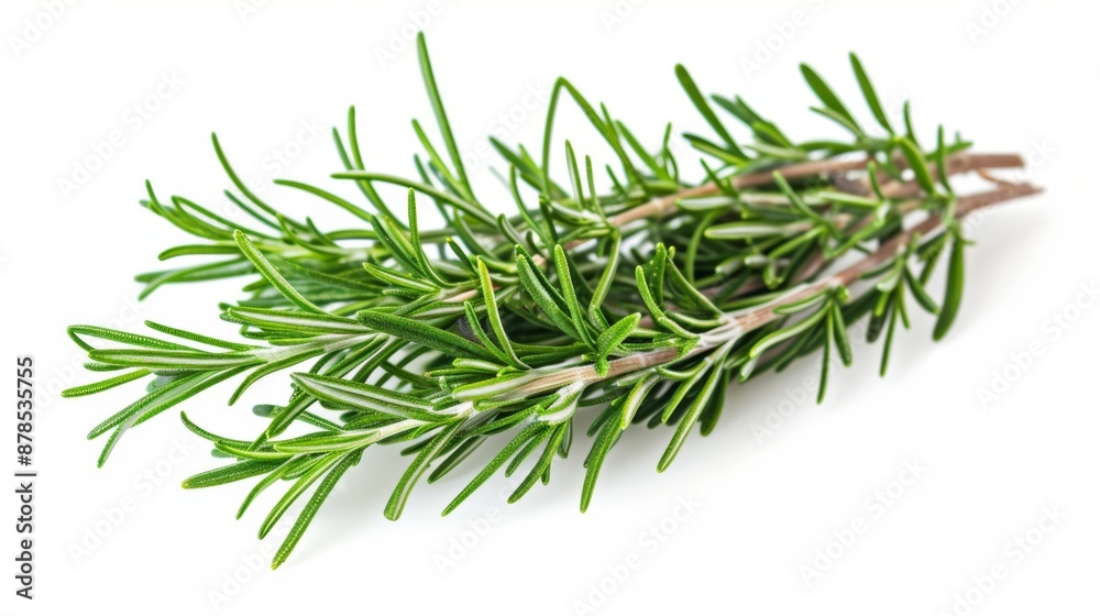 A bunch of rosemary on a white background A bunch of rosemary on a white background