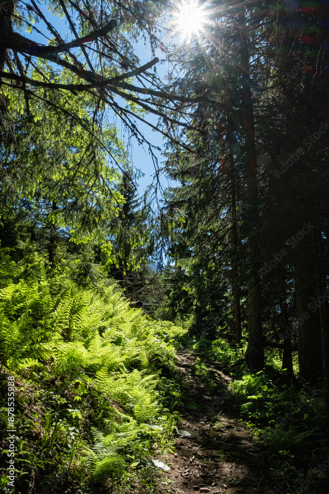 Fototapeta premium Silent valley, High Tatras mountain, Slovakia