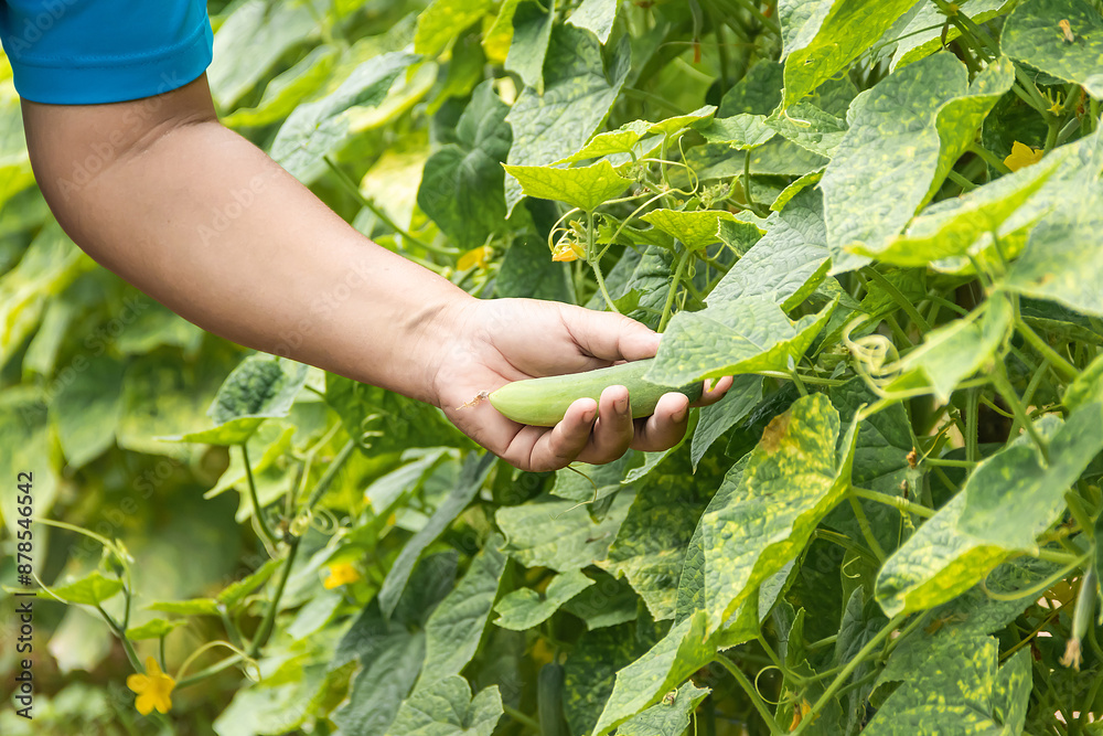 Hand woman harvest cucumbers on the branches. Hand woman harvest cucumbers on the branches.
