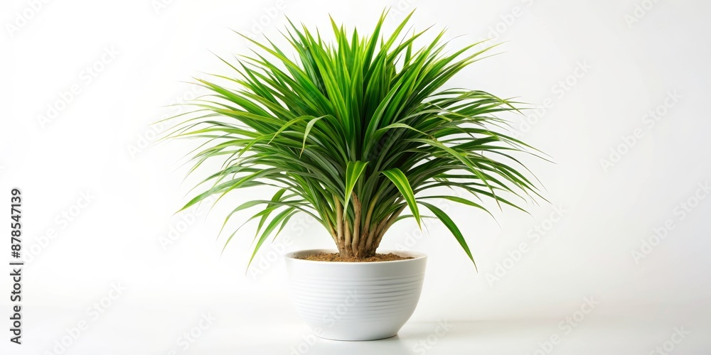 Green Plant in White Pot, White Background, Green, Houseplant, Potted Plant, Indoor Plant Green Plant in White Pot, White Background, Green, Houseplant, Potted Plant, Indoor Plant