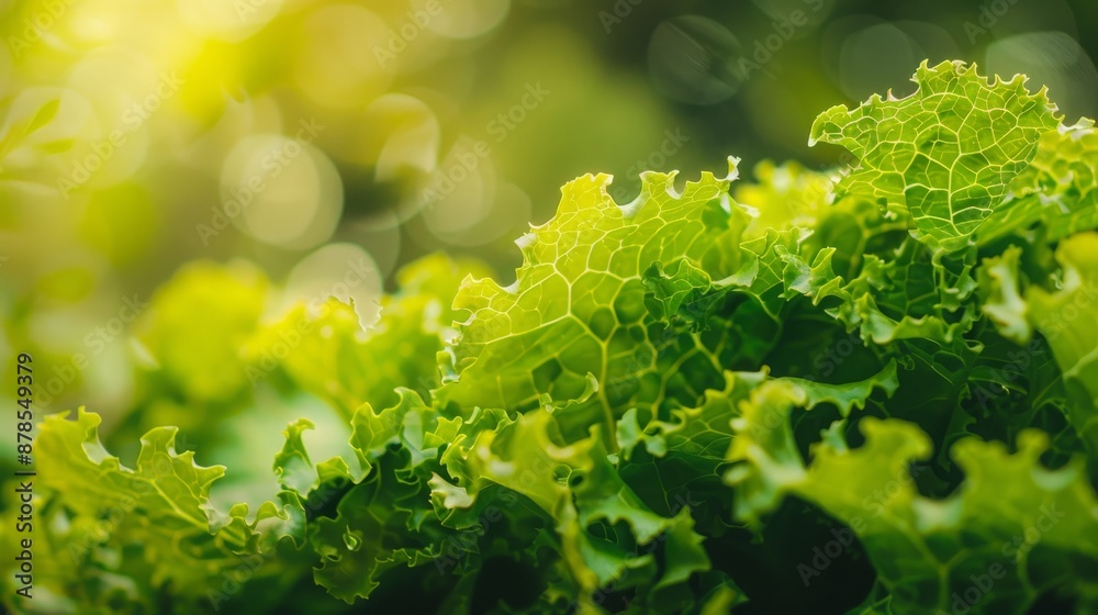 Green Lettuce Plants: Summer Garden Close-Up - Gardening Banner with Salad Plants Green Lettuce Plants: Summer Garden Close-Up - Gardening Banner with Salad Plants