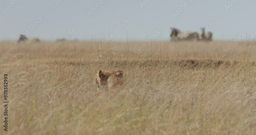 Extreme wide shot of a lioness (Panthera Leo) hiding between grass observing zebras (Equus quagga) in the savanna during morning in kenya Extreme wide shot of a lioness (Panthera Leo) hiding between grass observing zebras (Equus quagga) in the savanna during morning in kenya