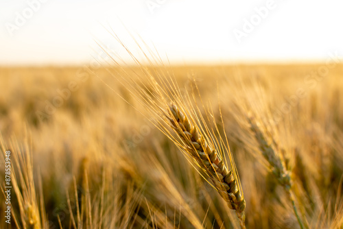 A detailed view of a Khorasan wheat ear growing in a grassland field