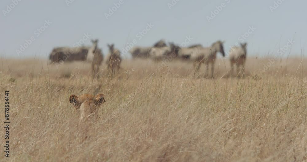 wide pull focus shot of a lioness (Panthera Leo) stalking alert zebras in the grasslands during morning in kenya wide pull focus shot of a lioness (Panthera Leo) stalking alert zebras in the grasslands during morning in kenya
