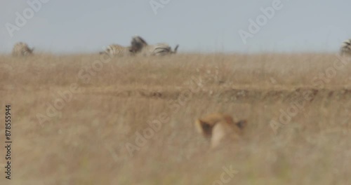 extreme wide pull focus of a pair of zebras (Equus quagga) playing while a lioness (Panthera Leo) stalks them during morning in kenya