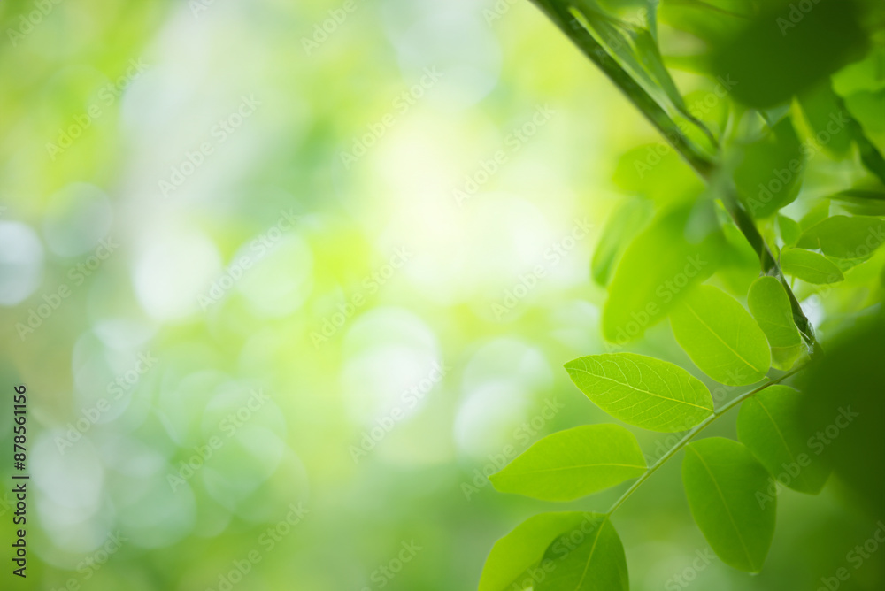 Green Leaf Bathed in Sunlight Green Leaf Bathed in Sunlight