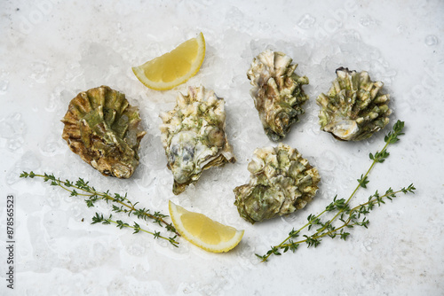 oysters and lemon photo