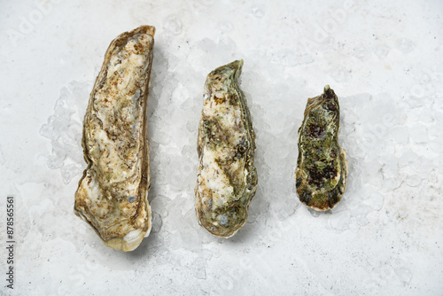 fresh oysters on ice on wooden background photo