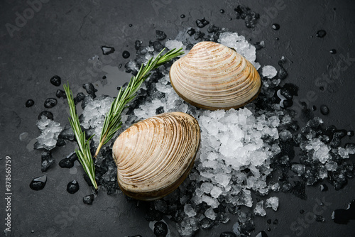 shells on a black background photo