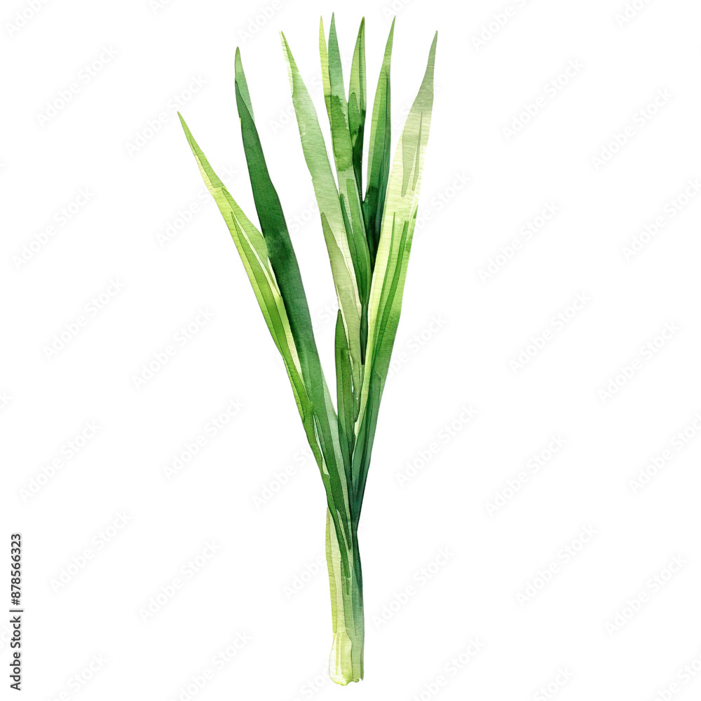 Obraz premium lemongrass watercolor illustration isolated on the white background 